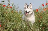 SIBERIAN HUSKY 136